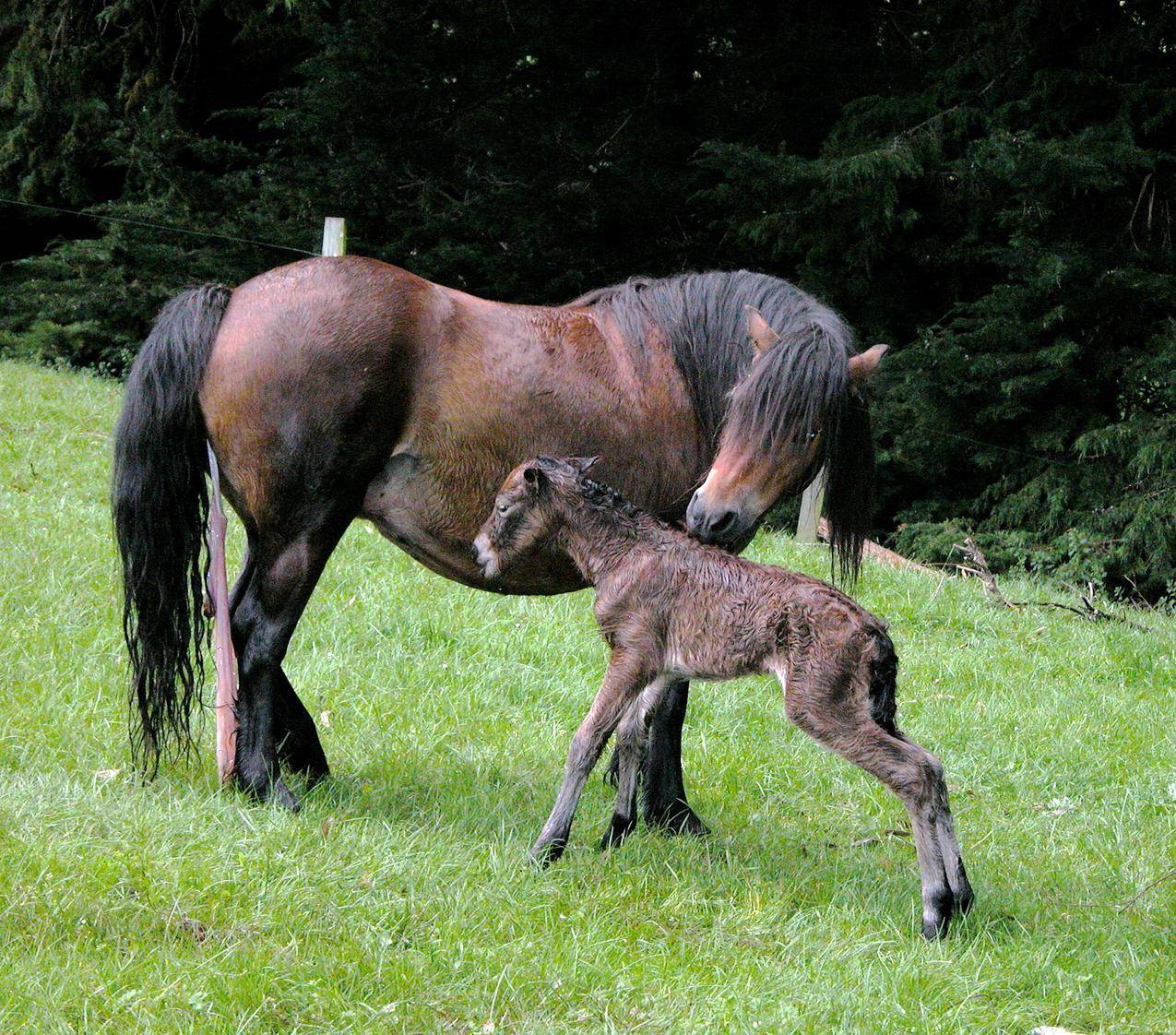 动物母爱刚出生的小马驹图片