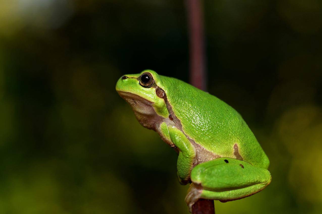 cc0免费可商用动物图片,绿色,青蛙,蟾蜍