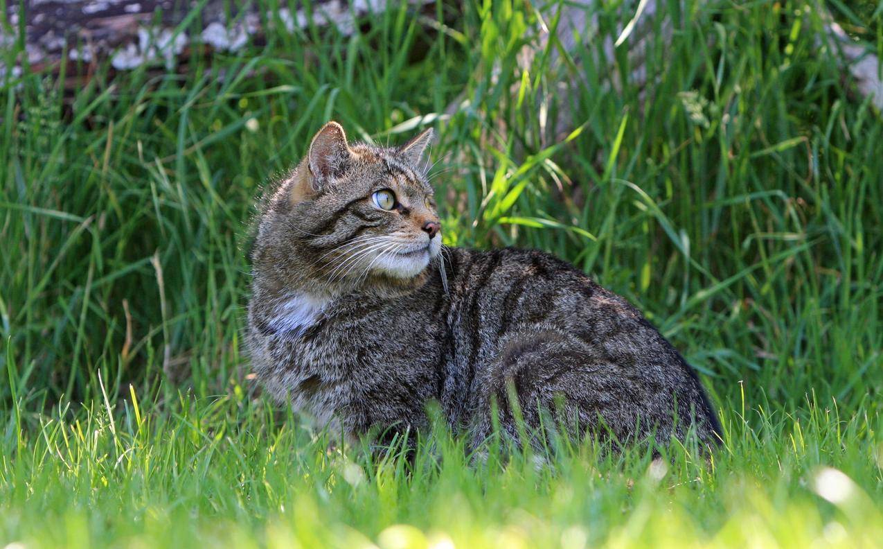 苏格兰野生猫高清图片