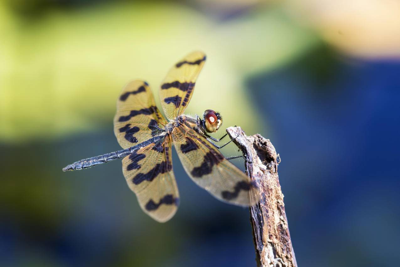 黄色与Black,Dragonfly