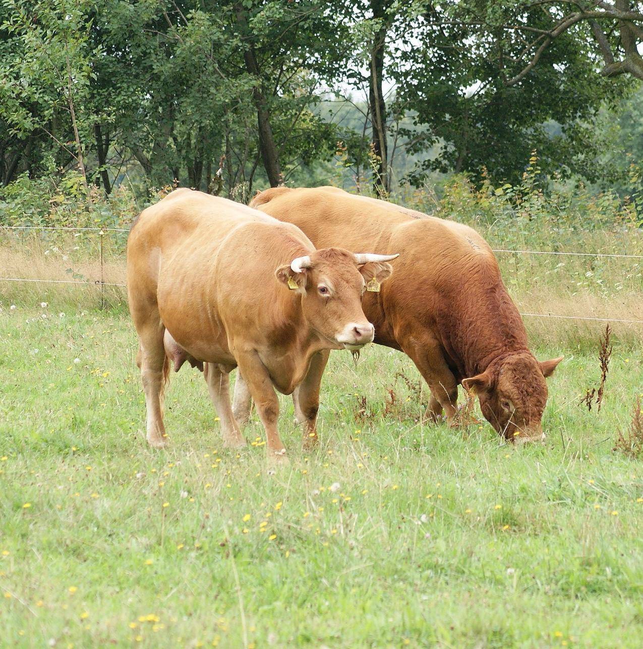放牧的两头黄牛高清图片