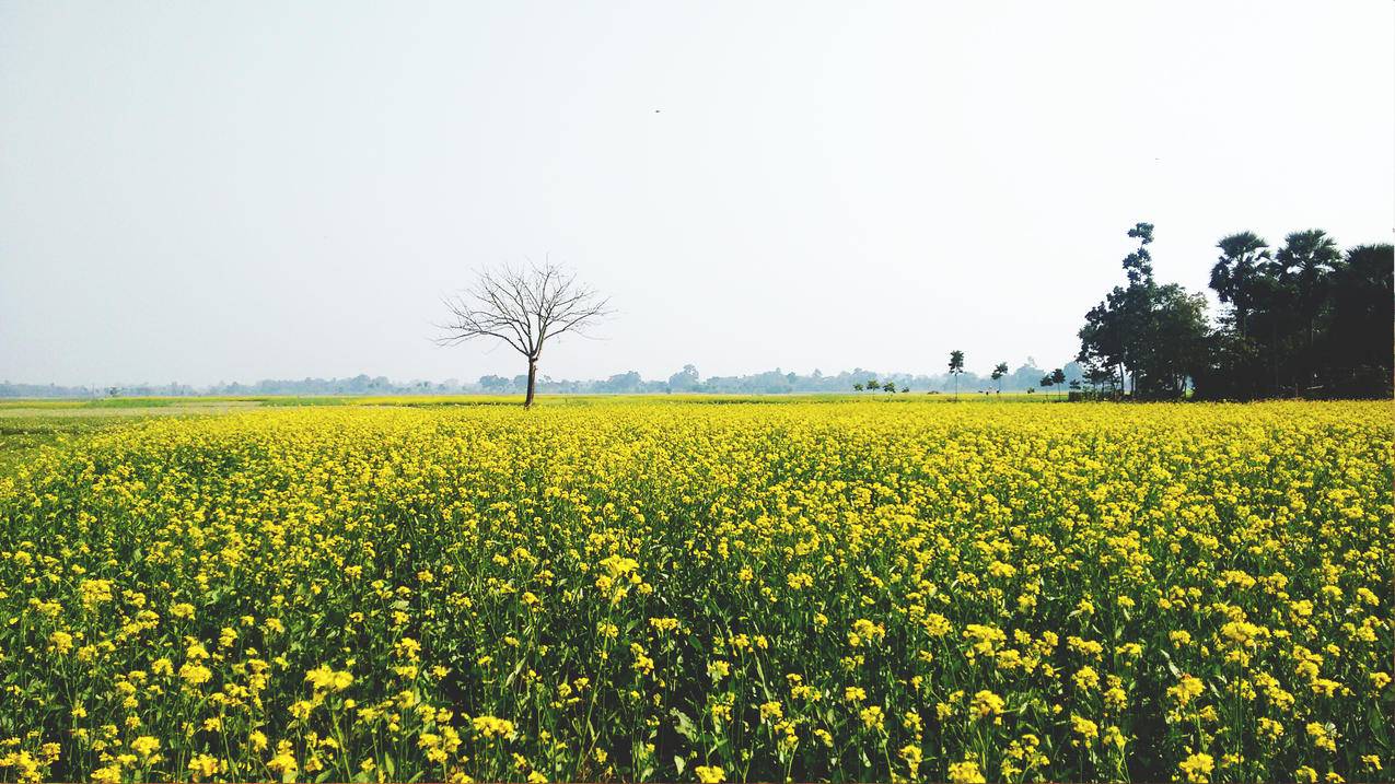 绿黄花圃4k壁纸