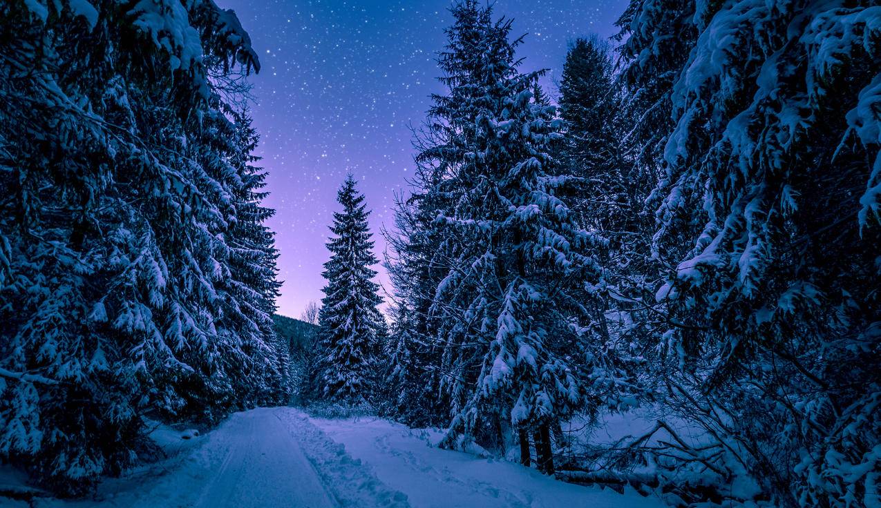 雪覆盖的树木摄影
