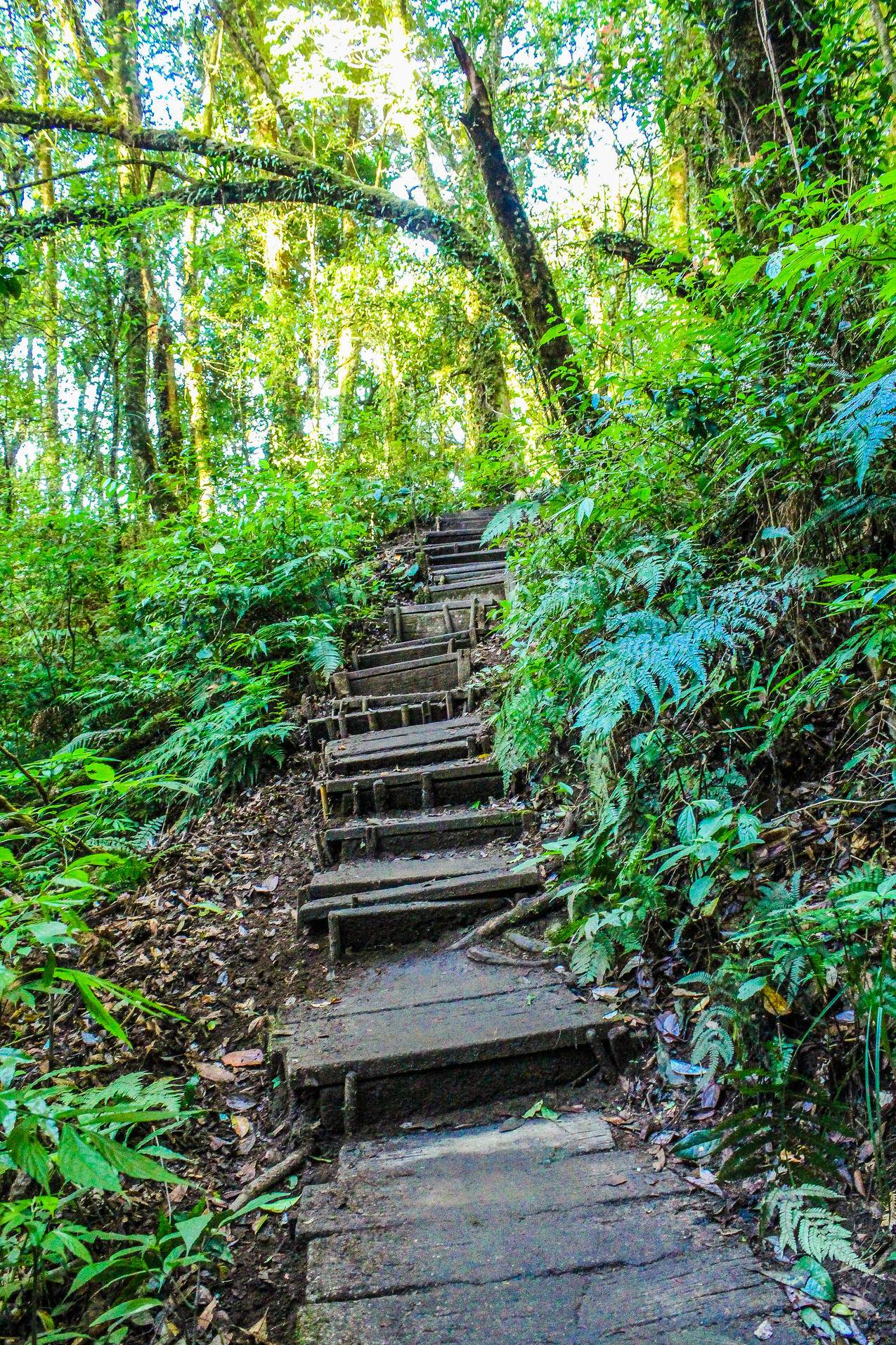 森林中楼梯的风景高清图片