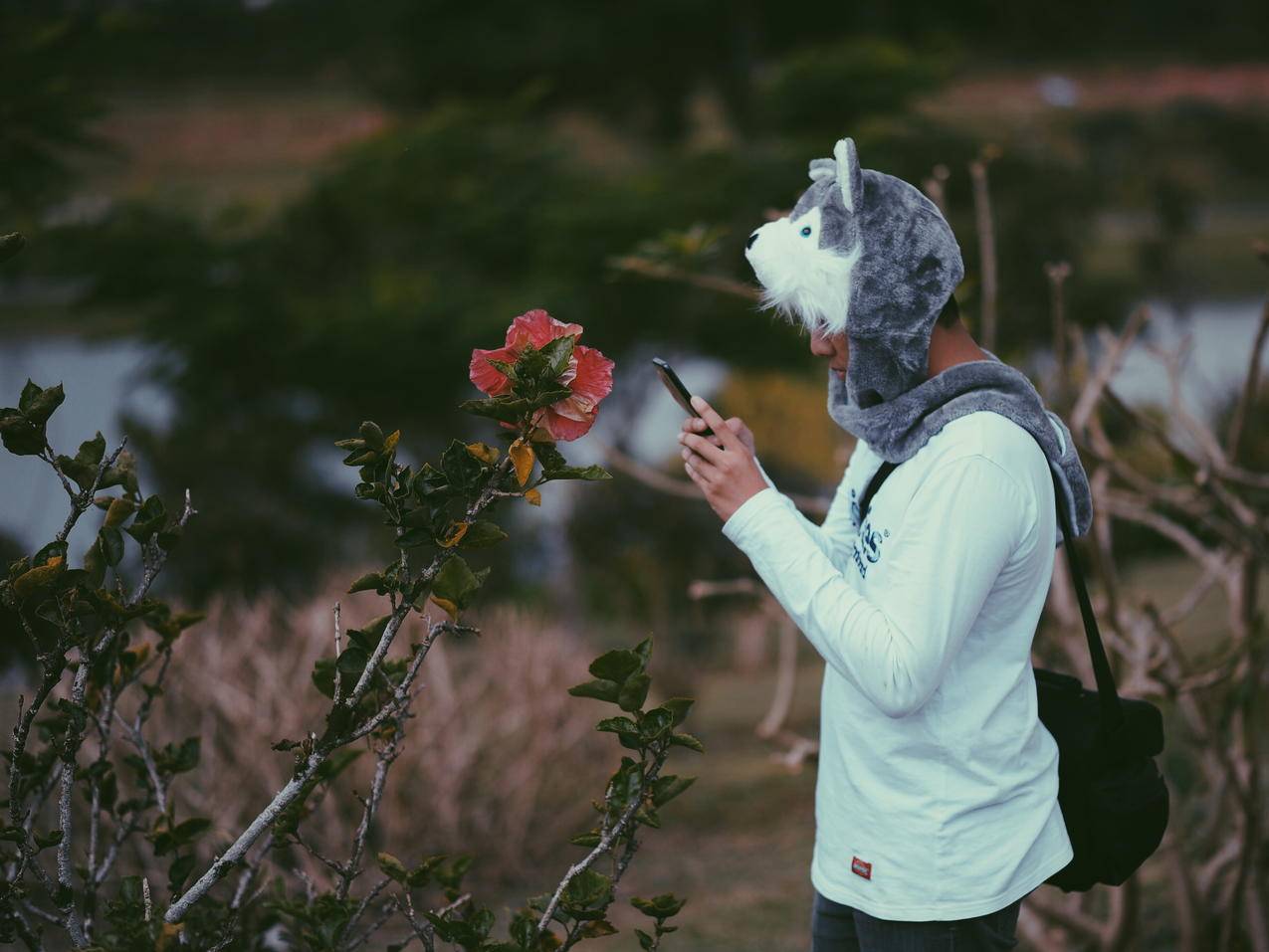 戴灰狼帽帽的人拍一张粉色芙蓉花的照片
