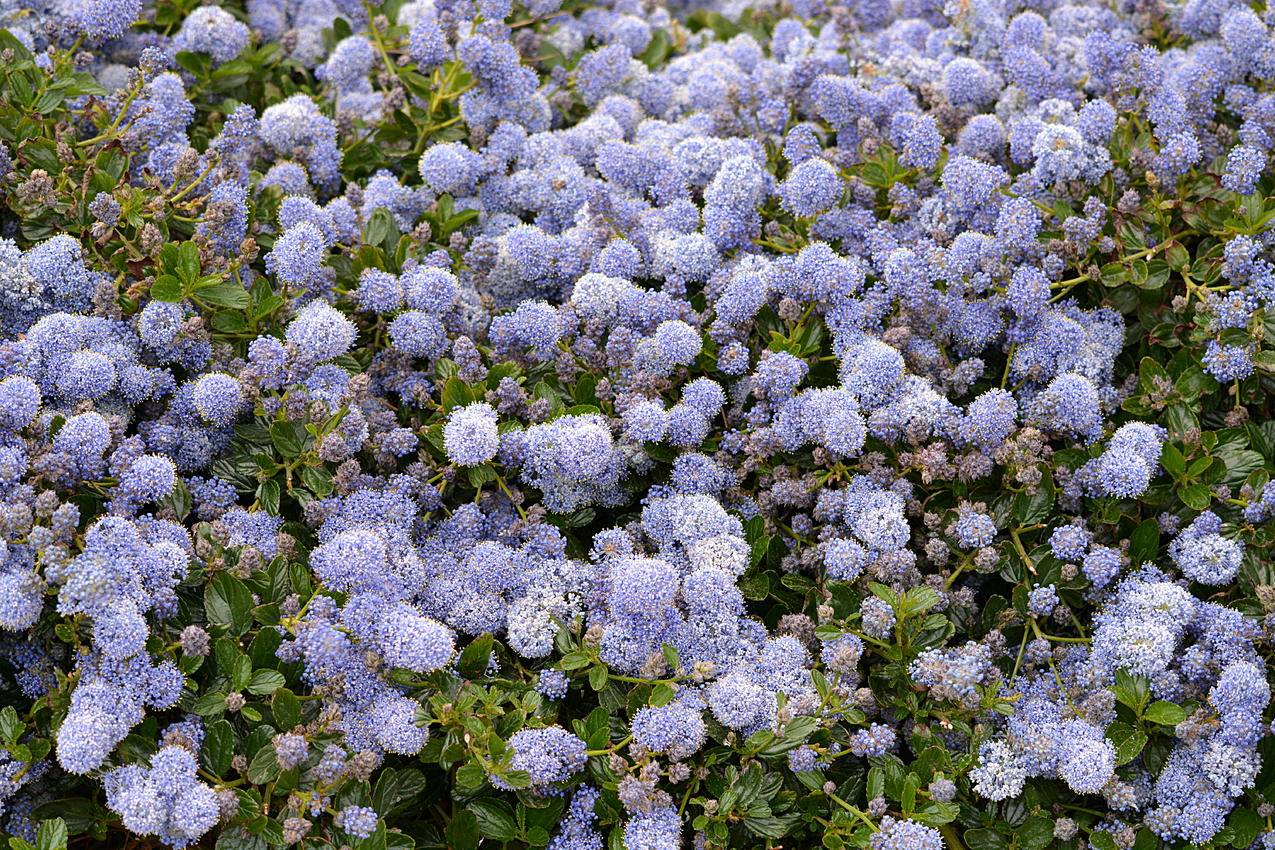 紫色Petaled,Flower