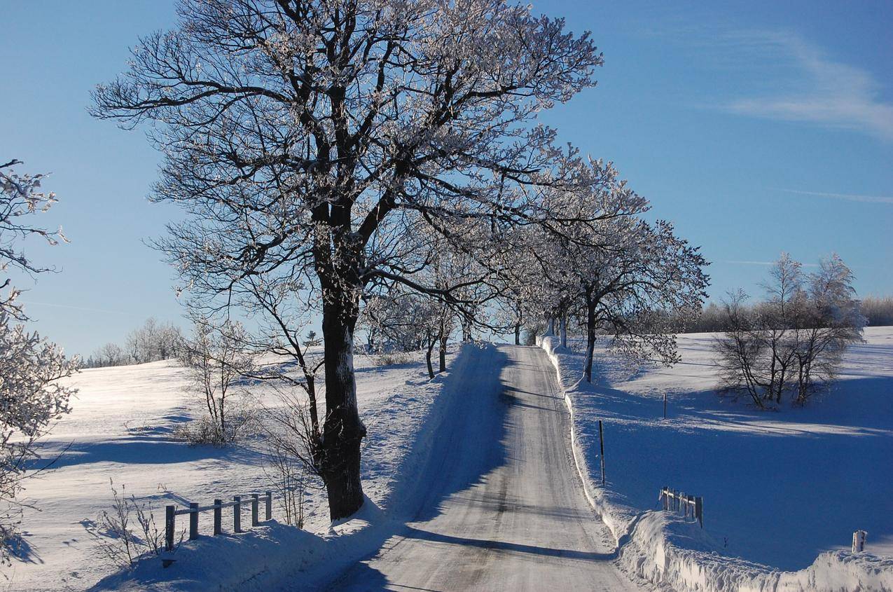 冬天的大树与路的图片