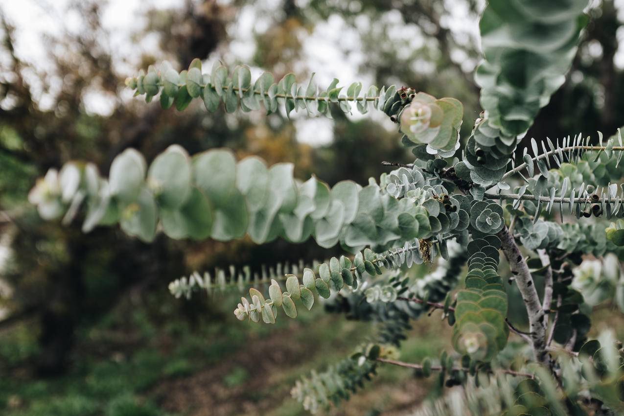 绿叶植物特写摄影