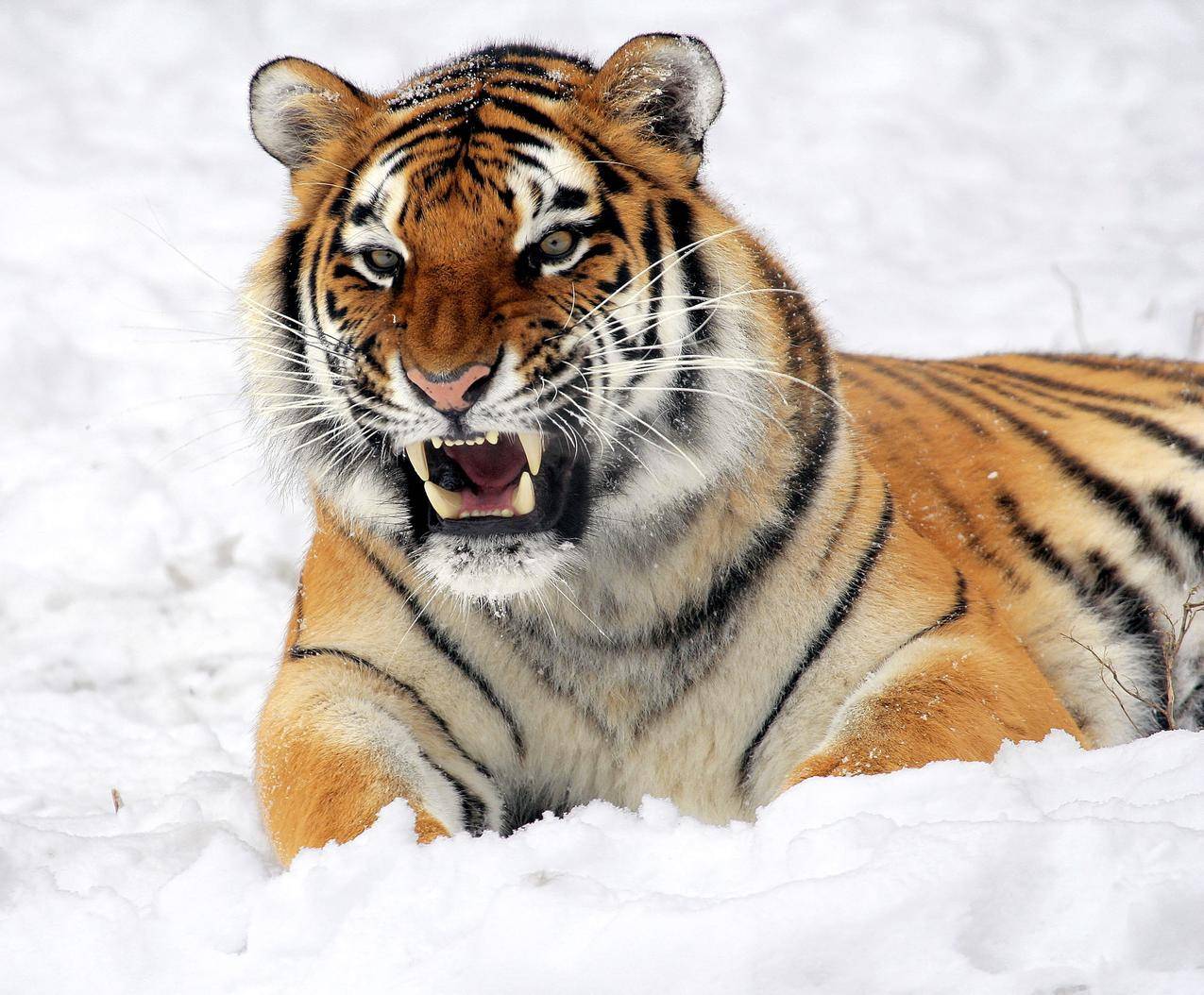 老虎在白面上露出獠牙的高清图片