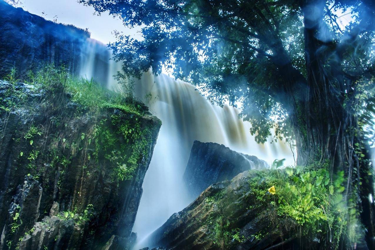 大树榕树,瀑布,岩石景观图片