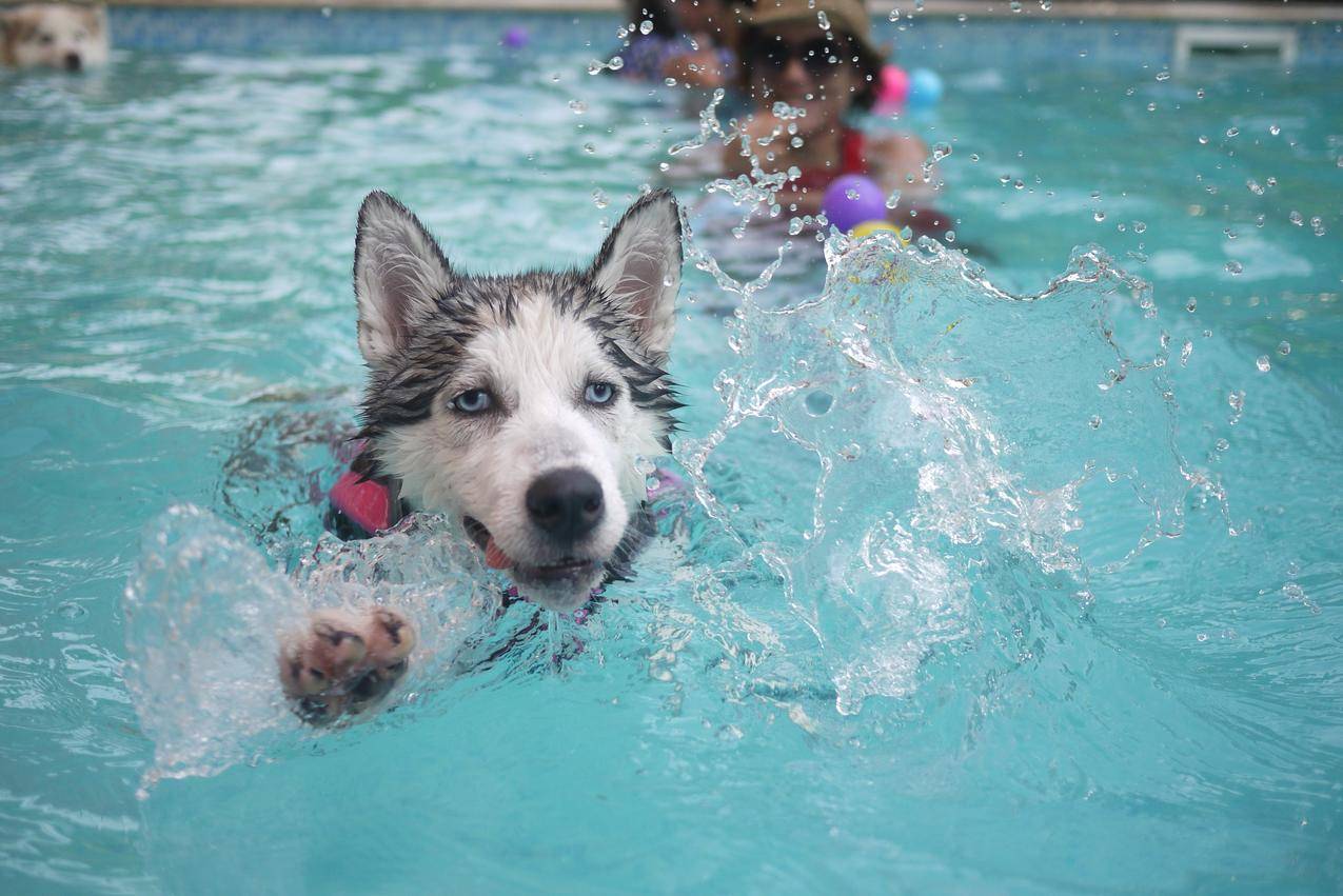 游泳的西伯利亚哈士奇雪橇犬