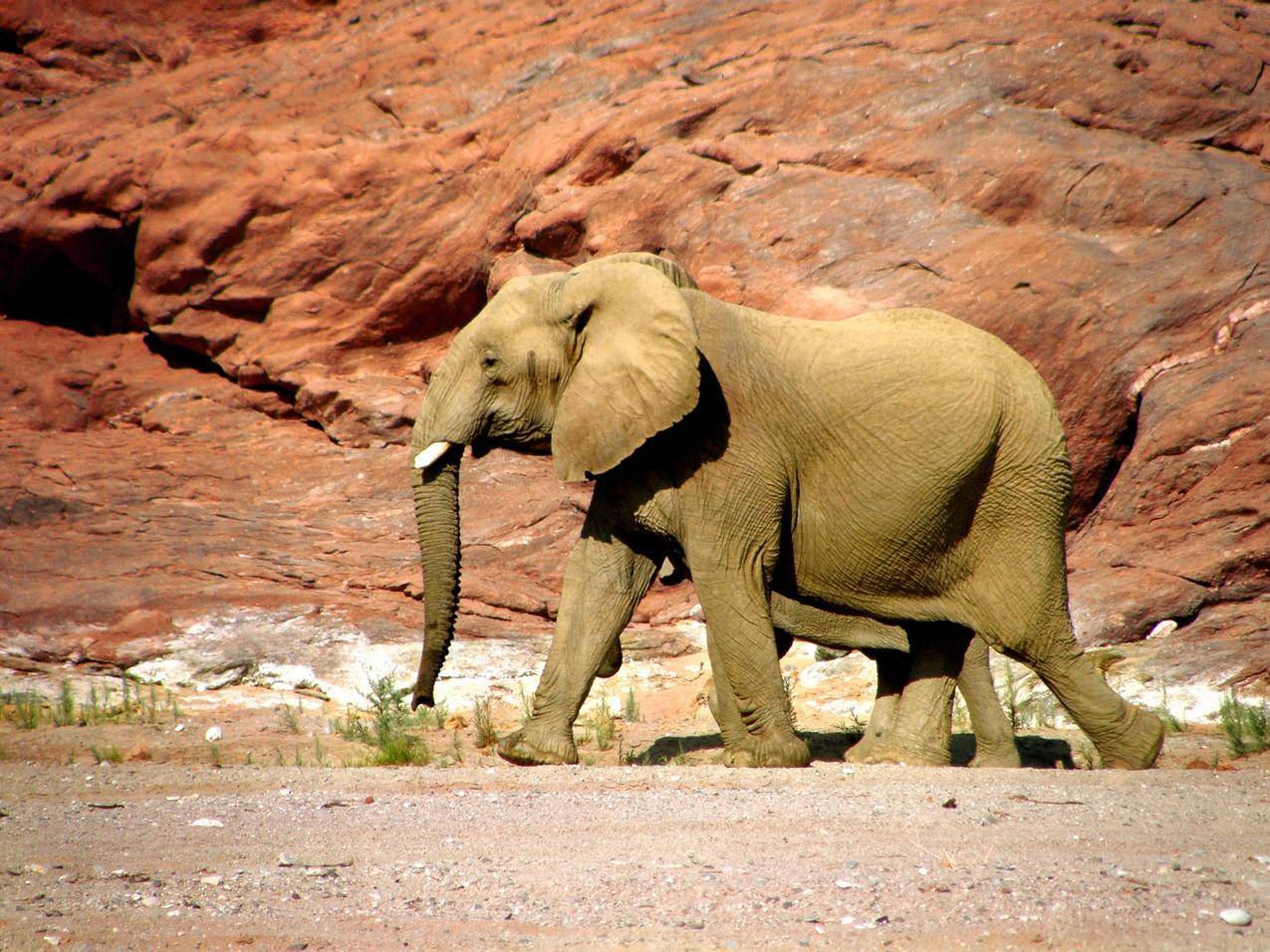 野生大象高清图片