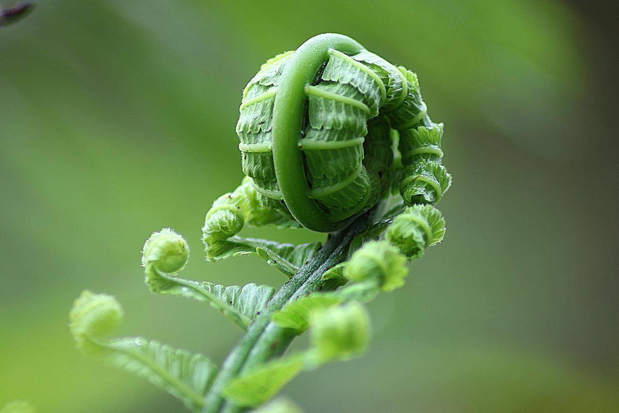 春天的蕨类植物高清图片