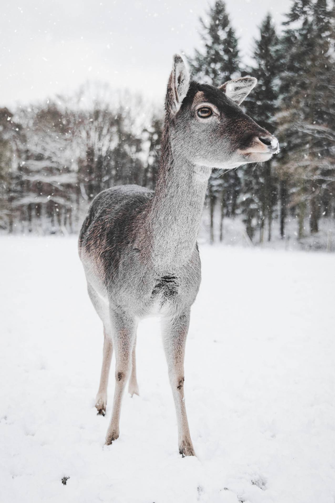 雪中鹿的高清图片