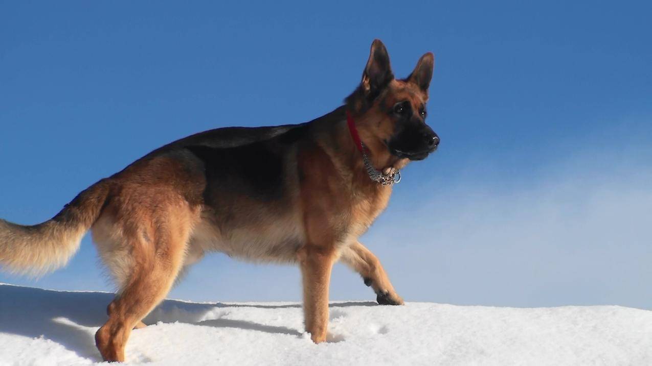 雪地上的狗狗高清图片