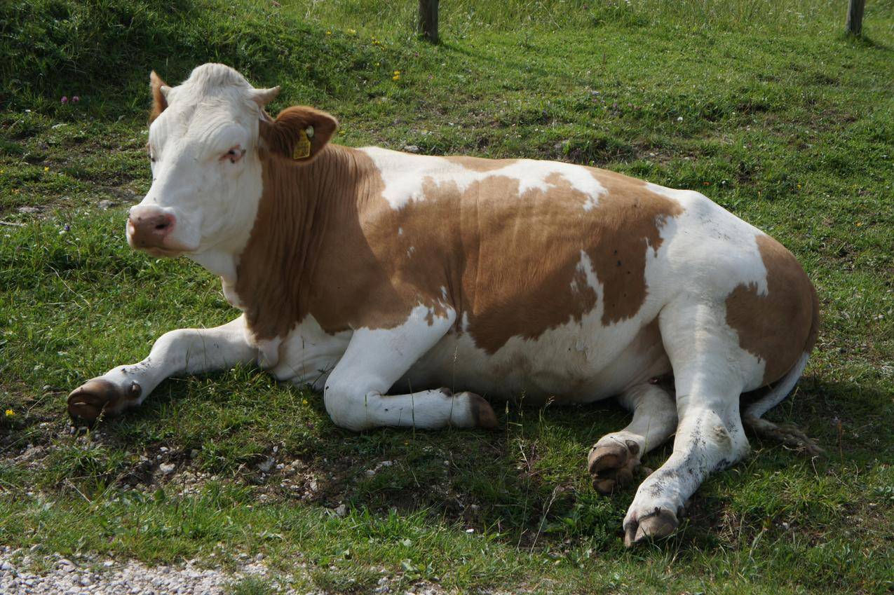 草地上的一头牛的图片