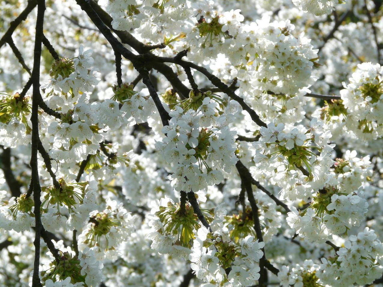 怀特和Green,Petaled,Flower