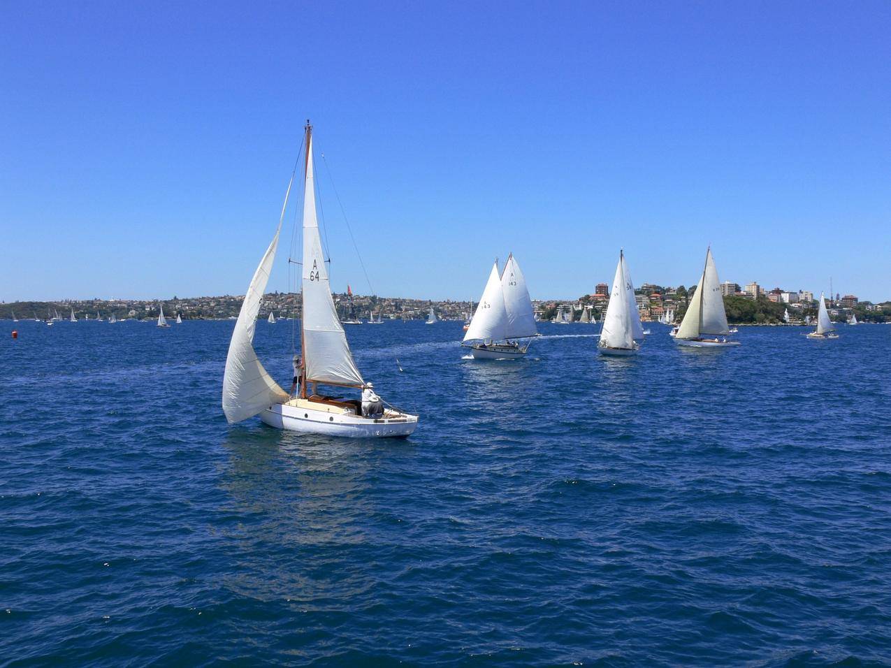 澳大利亚悉尼帆船图片