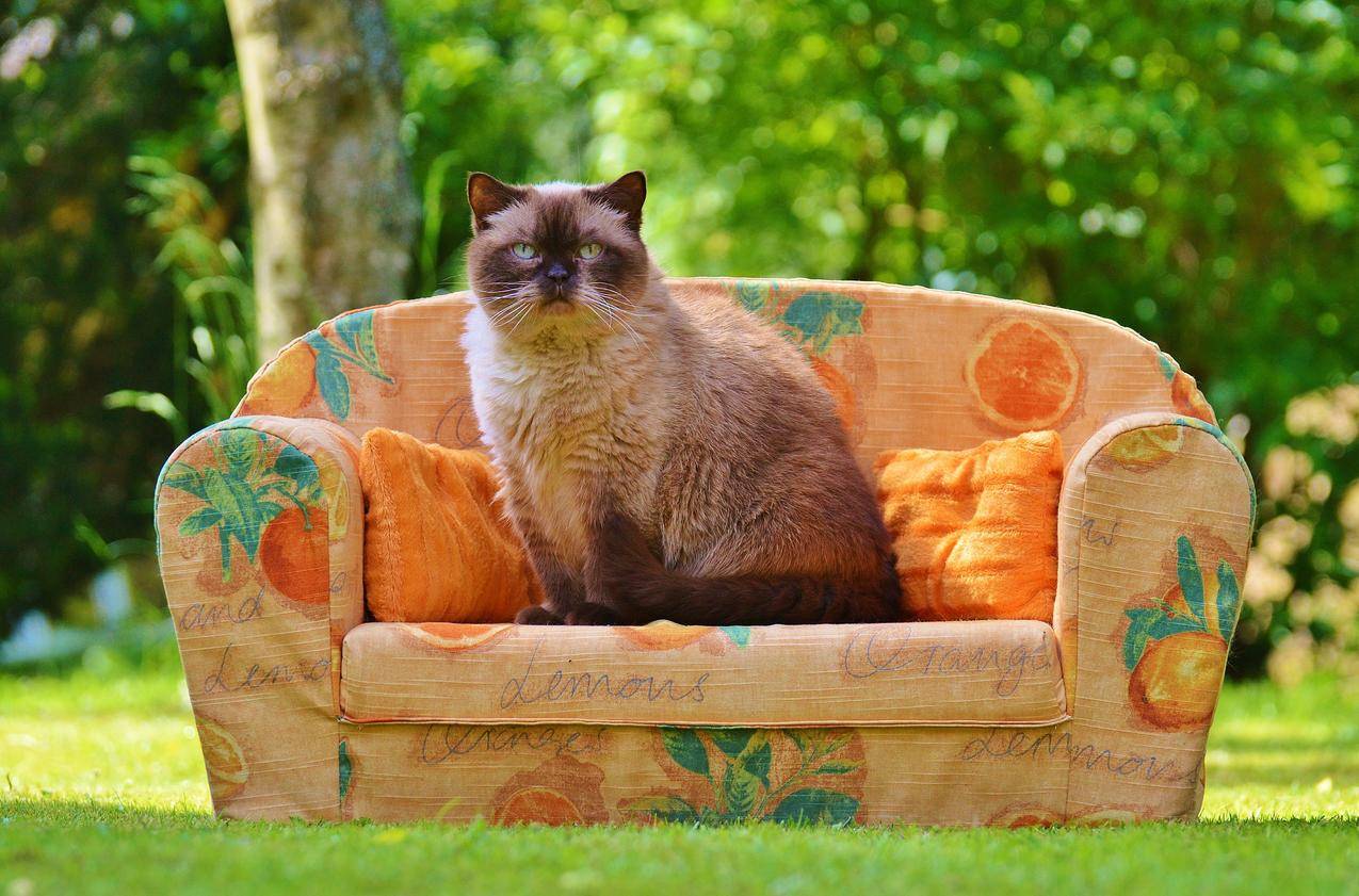 喜马拉雅猫白天坐在橙色沙发椅上