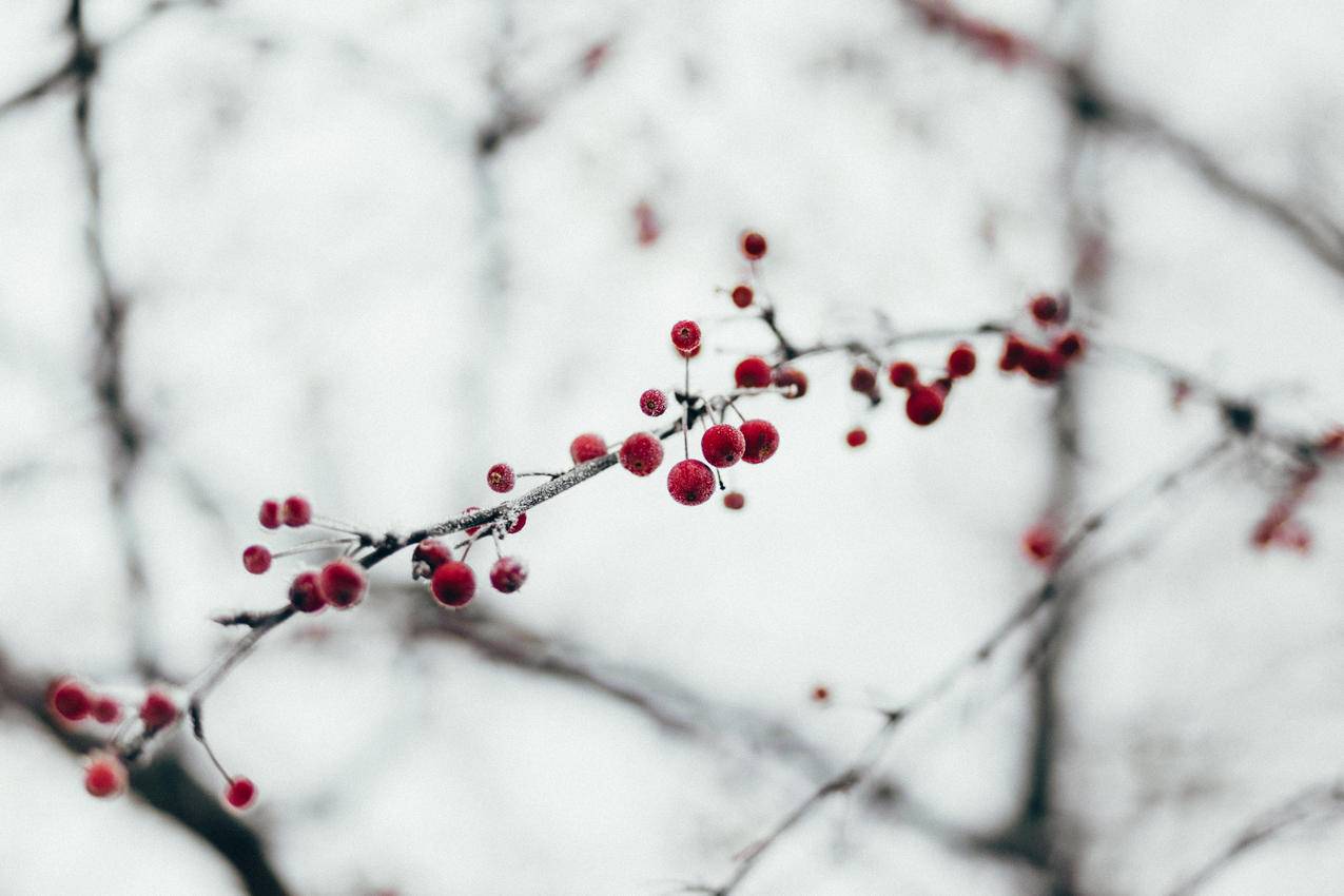 cc0可商用高清雪,雪,冬,树图片
