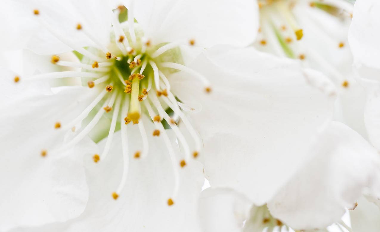 White,Petaled,Flowers特写摄影