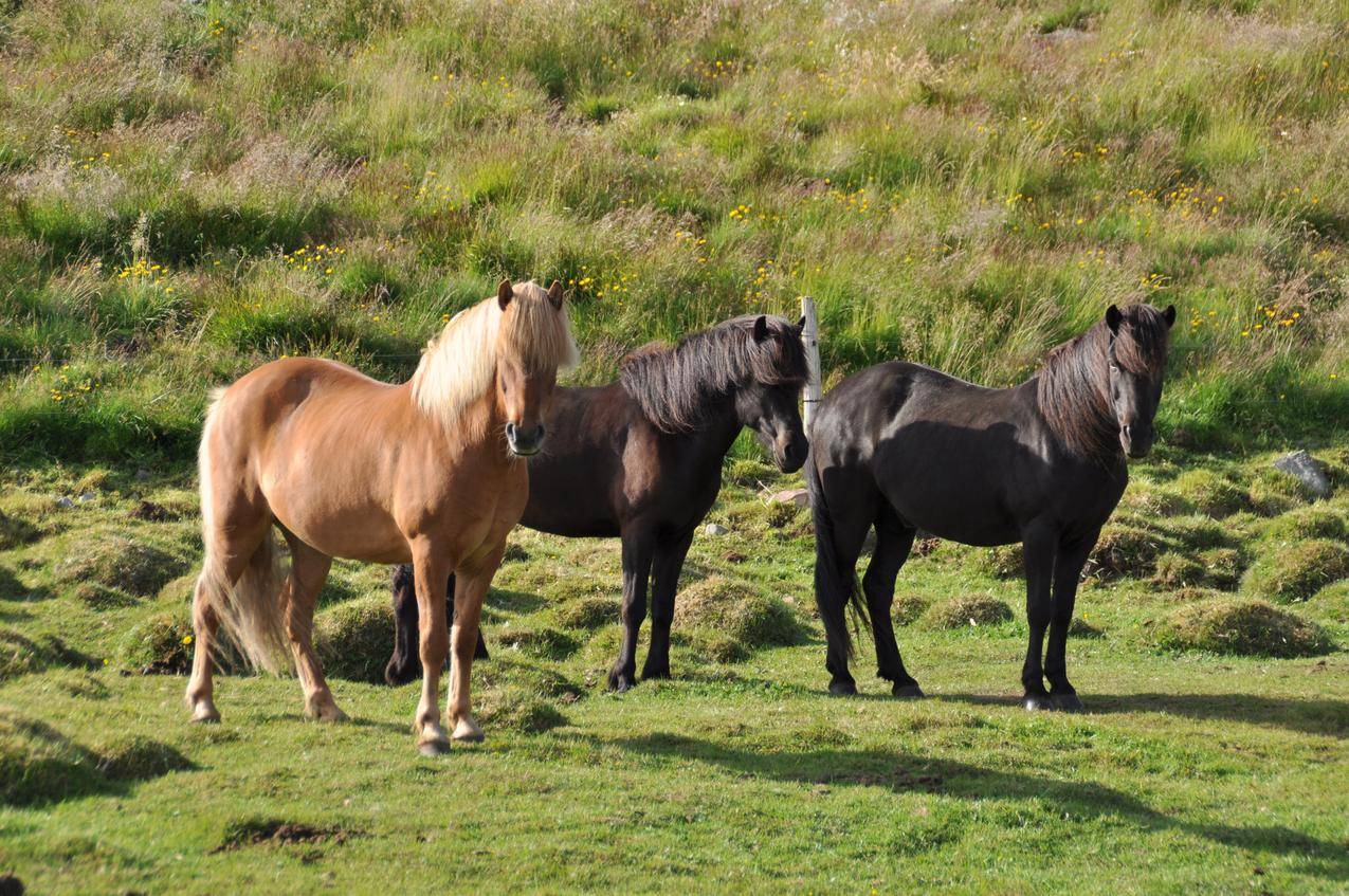 草地上的三匹马的图片