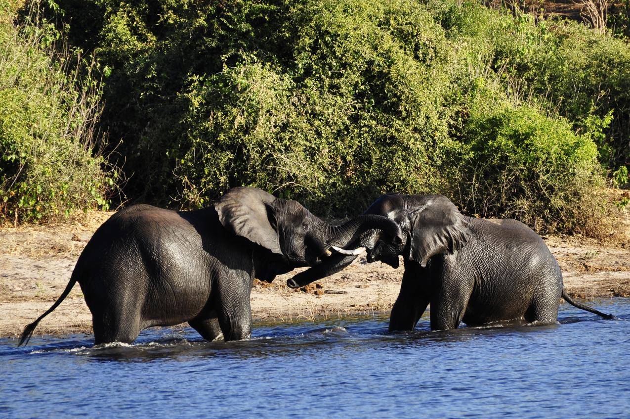 河水里两只嬉戏的大象图片