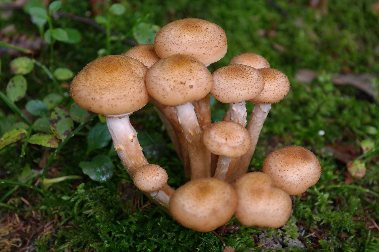 野生蘑菇的高清图片