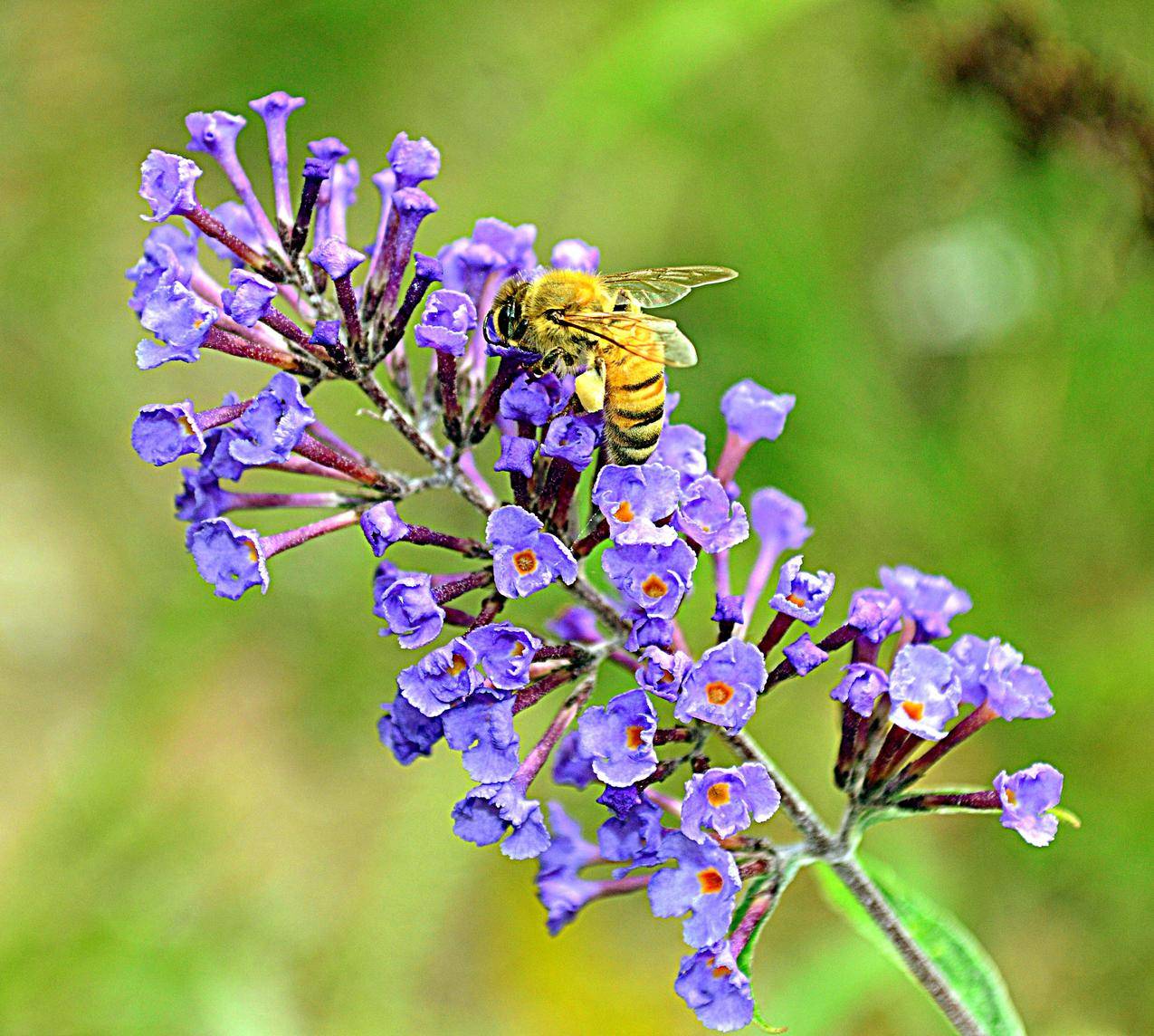 蜜蜂采集紫色野花图片
