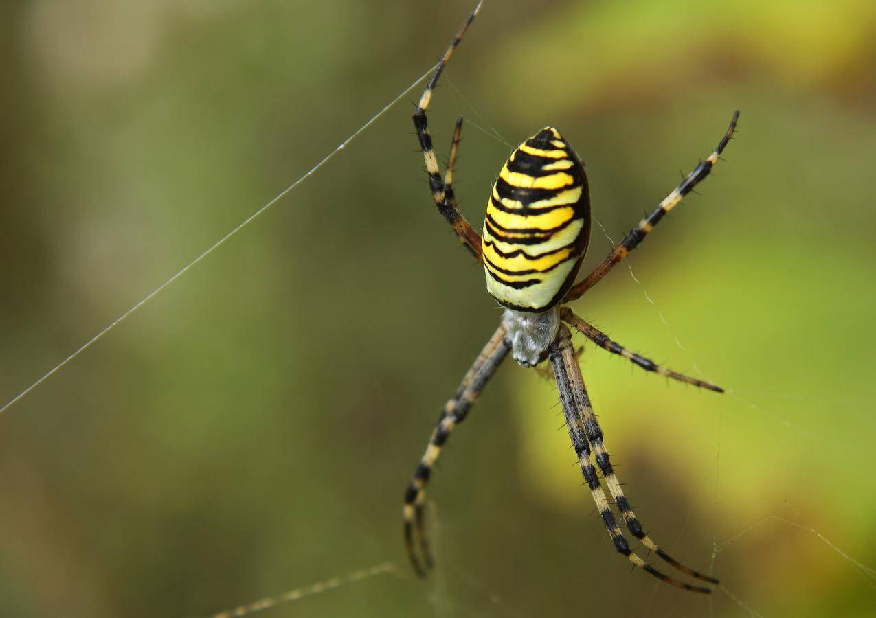节肢动物门蜘蛛高清图片