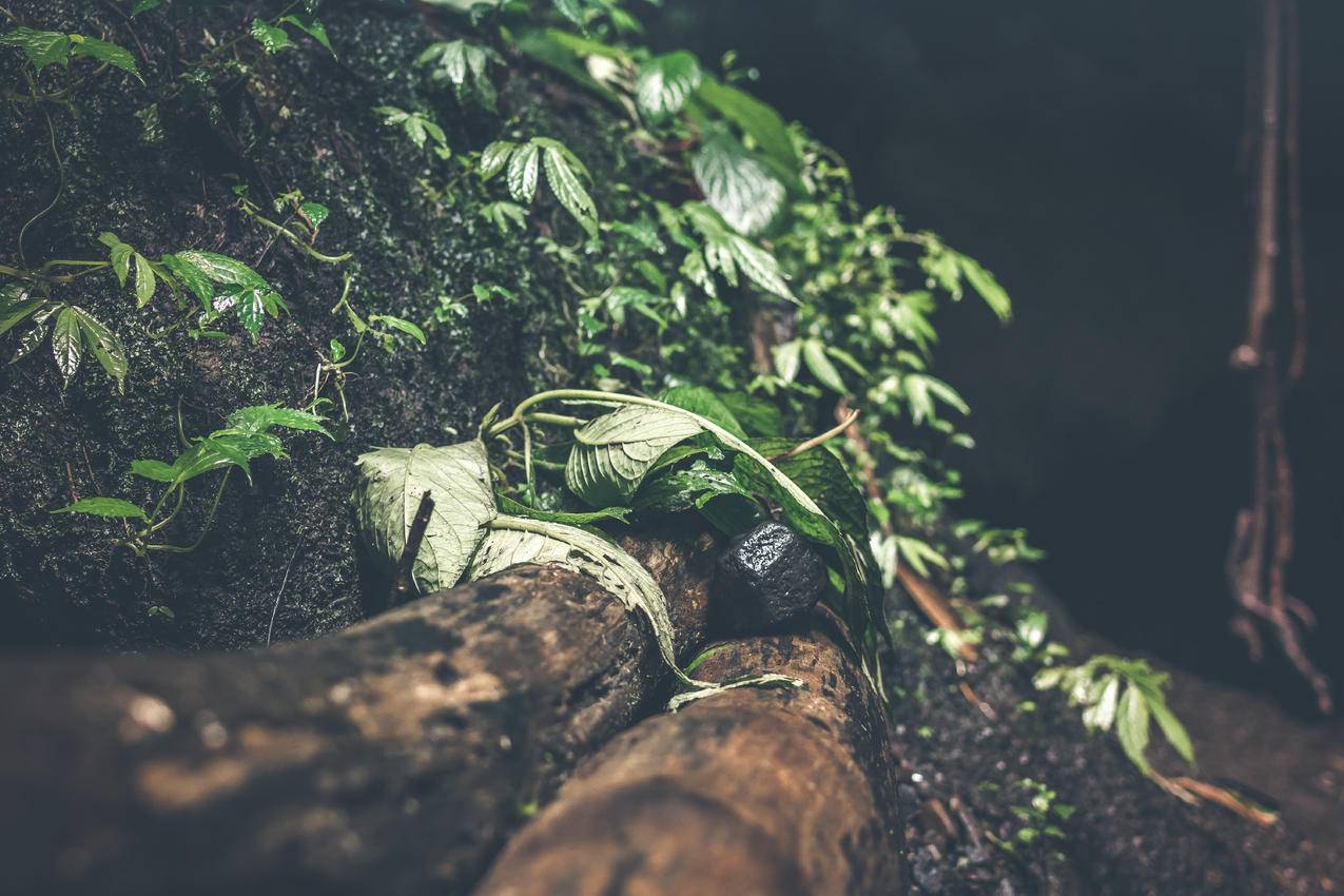 绿色植物高清图片