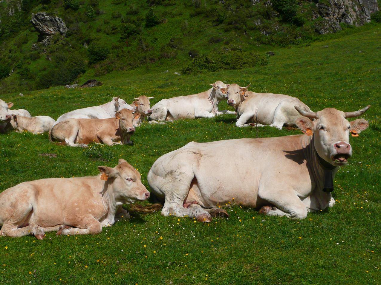 草地上的黄牛群高清图片