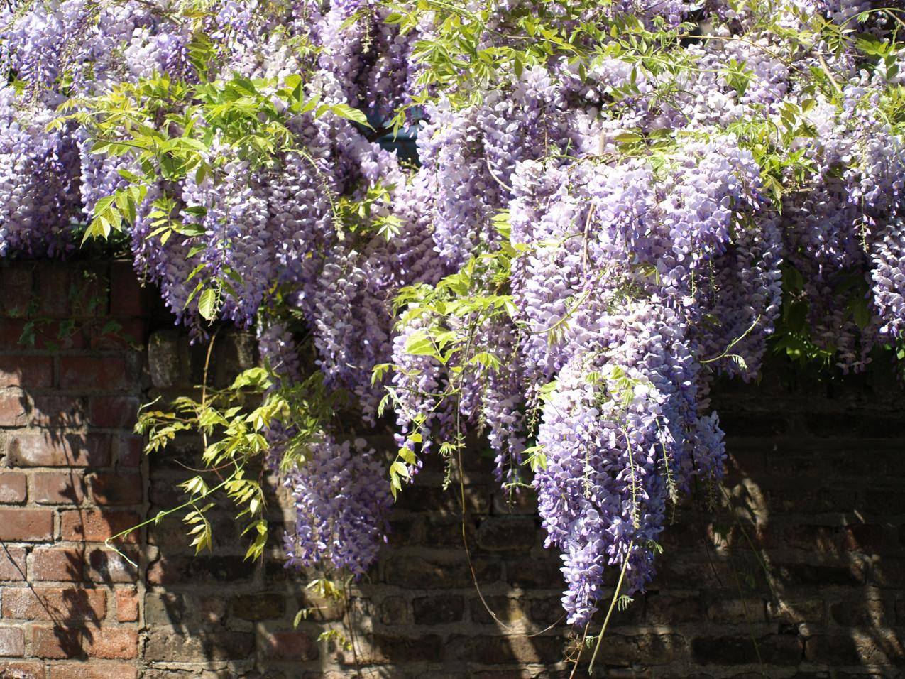 紫藤的花朵高清图片
