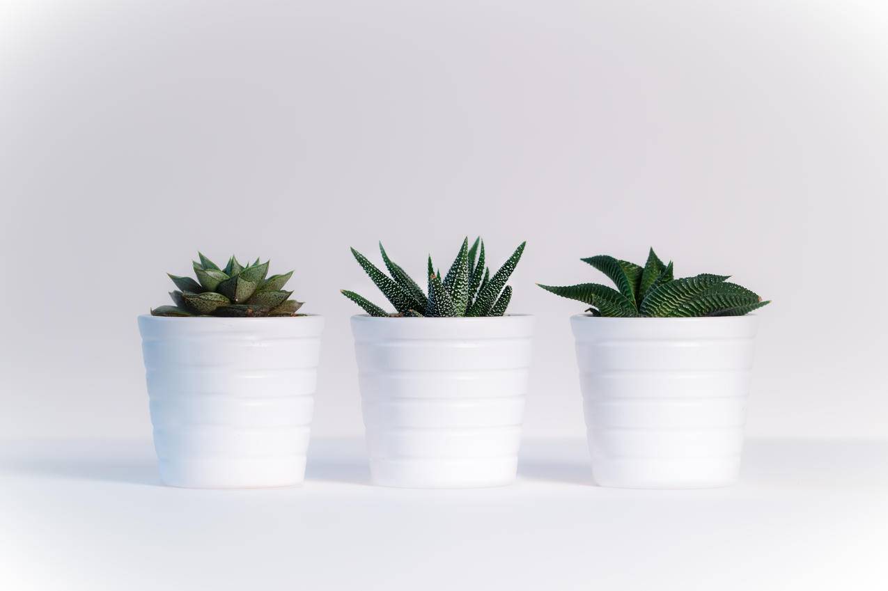 白色陶瓷盆中的三种绿色植物