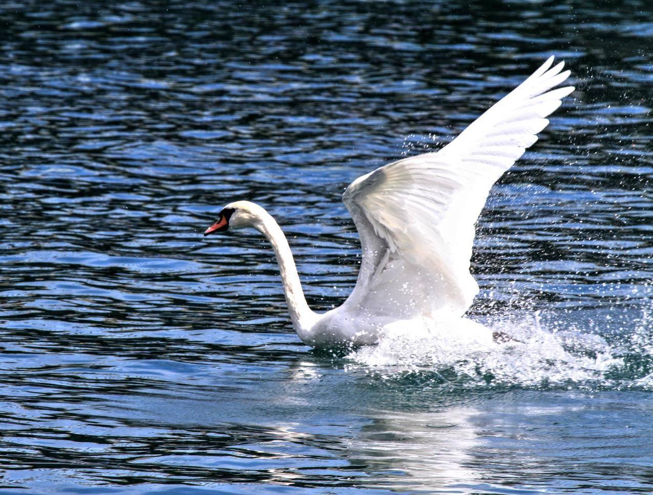 白天鹅水面起飞的图片