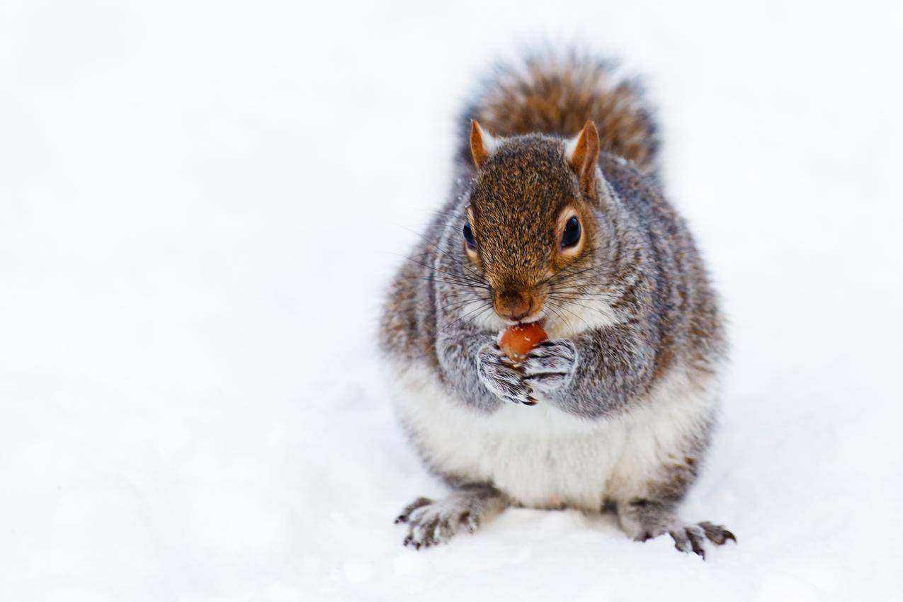 格雷和White,Squirrel在雪地上