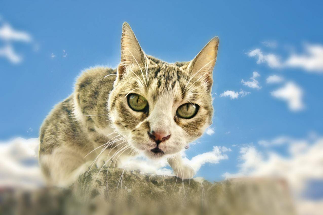 蓝天白云猫咪的高清图片