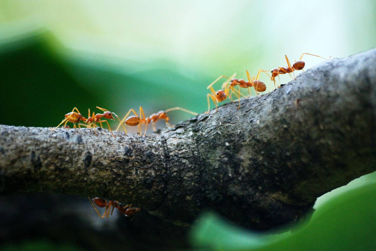 五颗橙蚂蚁的宏观照片