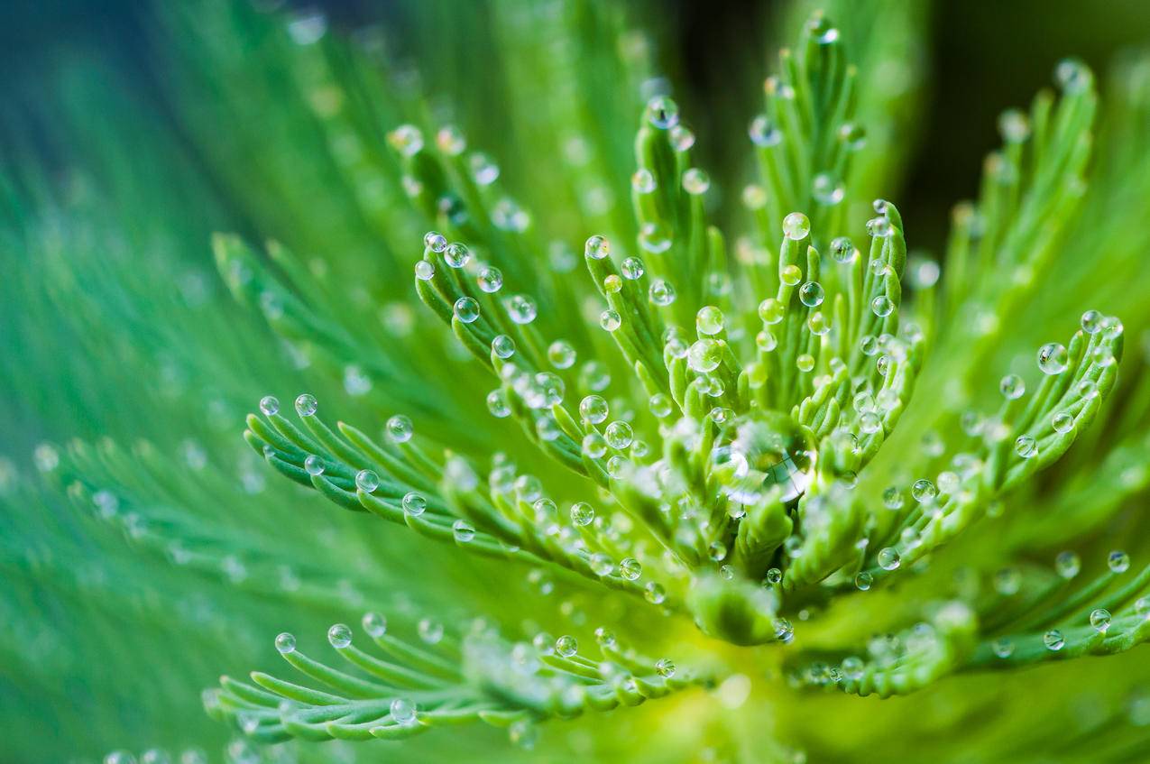 绿叶植物水滴