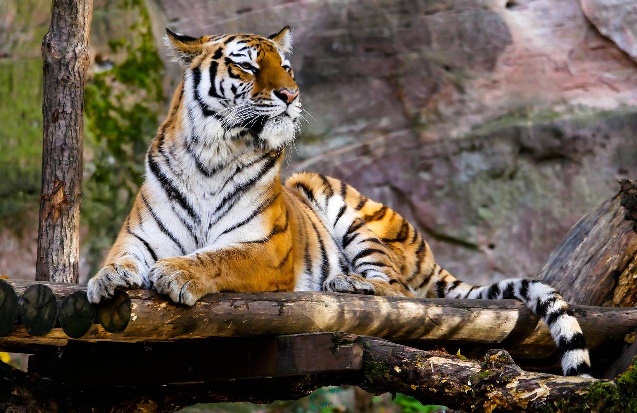 cc0免费可商用动物图片,老虎,丛林,狩猎