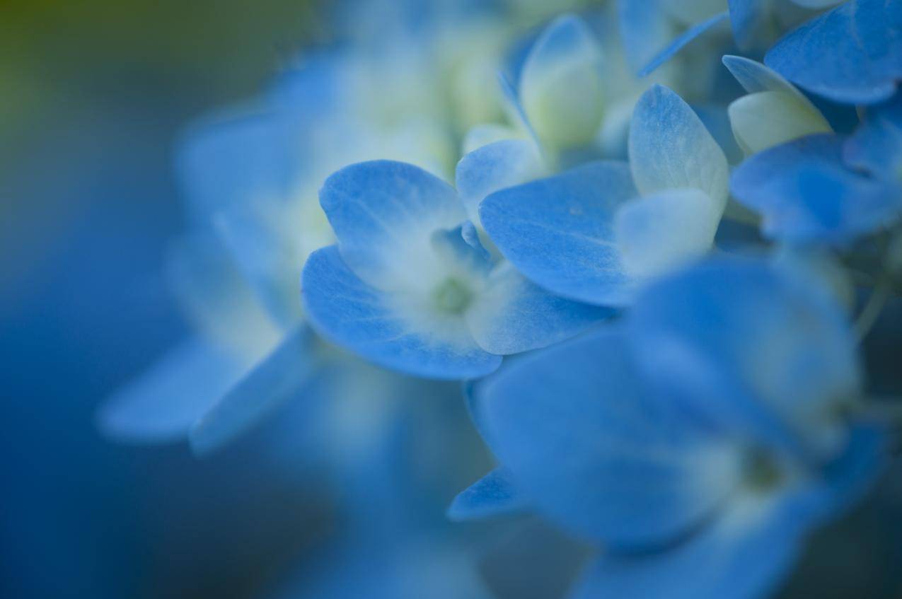 蓝色的花朵花瓣背景高清壁纸