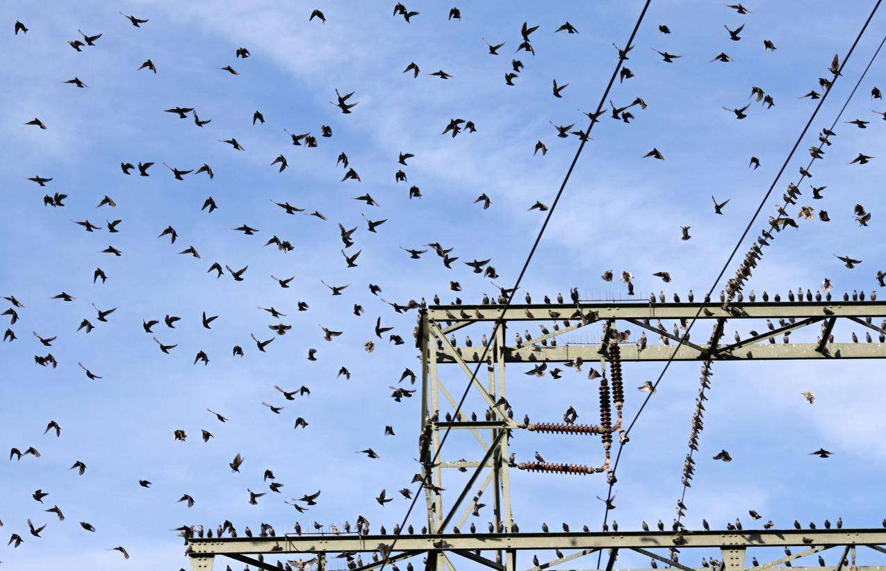 电线杆上的鸟群高清图片