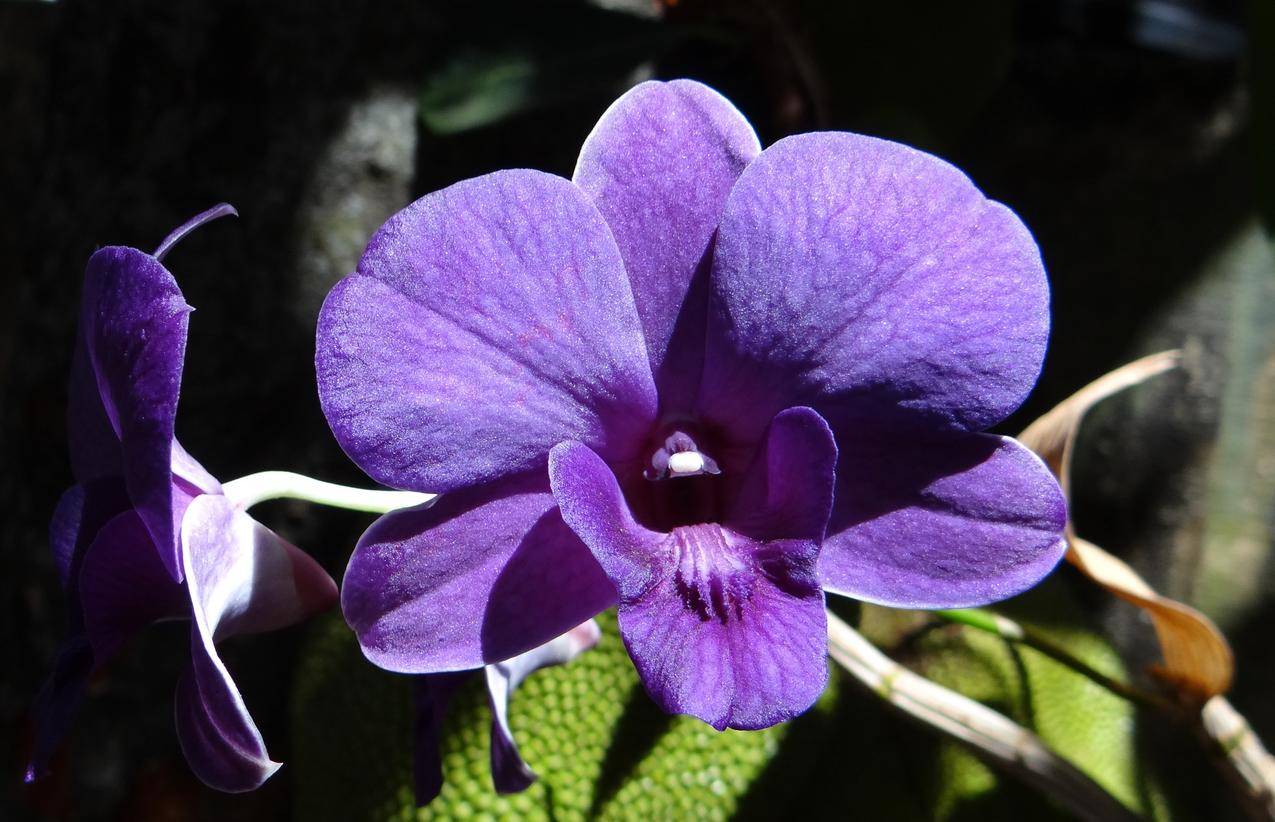紫色的石斛兰花朵图片