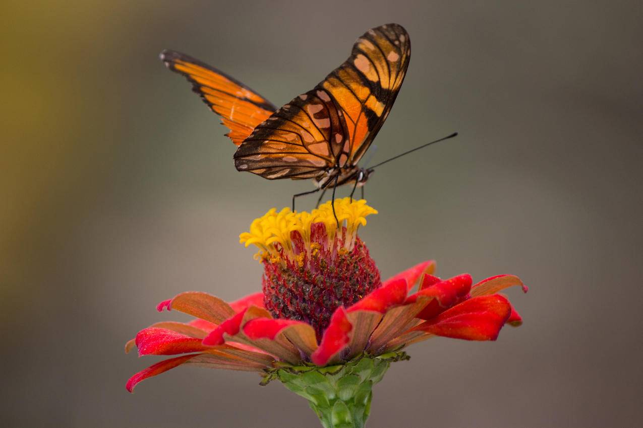 布朗和黑蝴蝶栖息在黄色和红色的花瓣特写镜头上