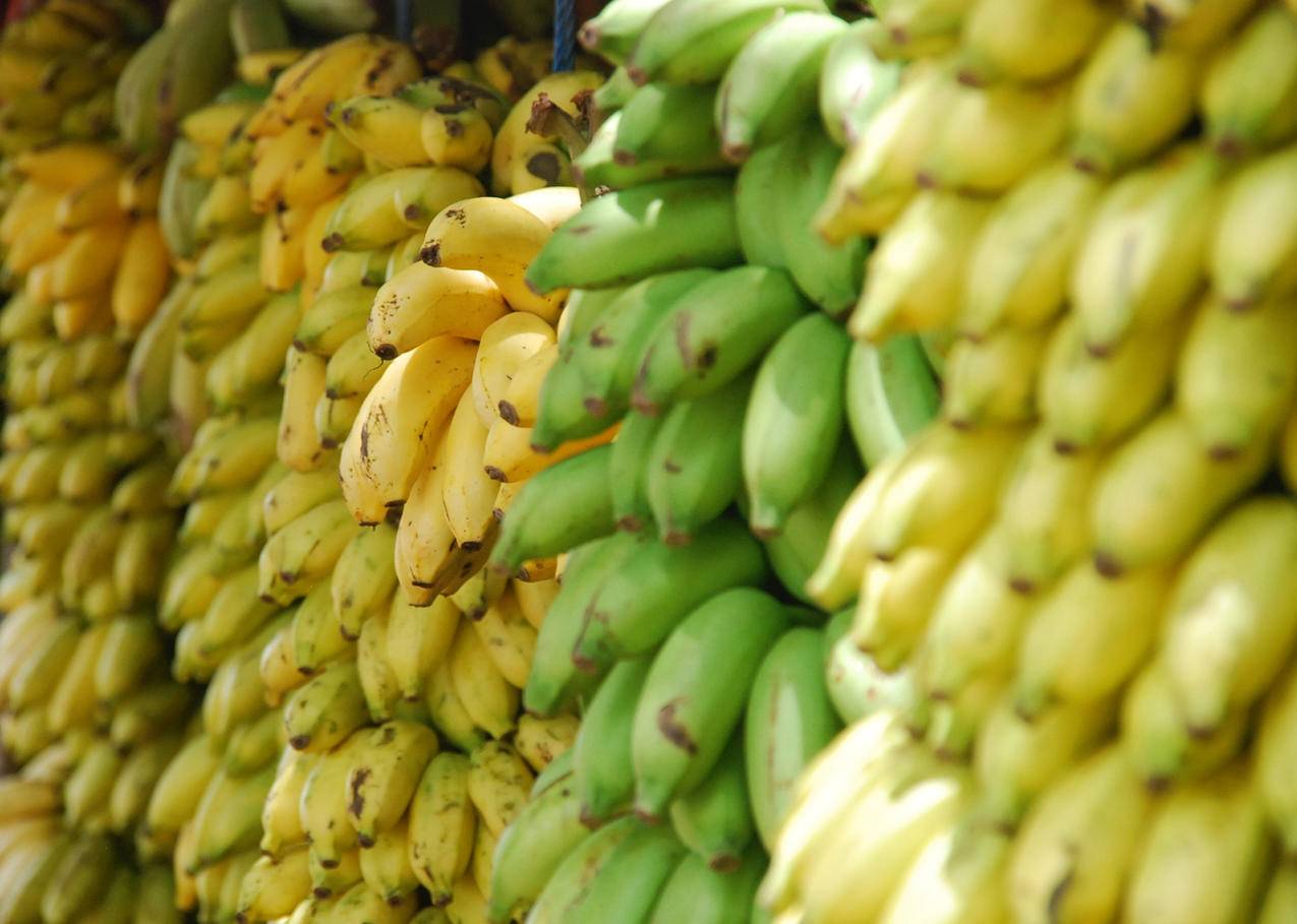 收获的香蕉高清图片