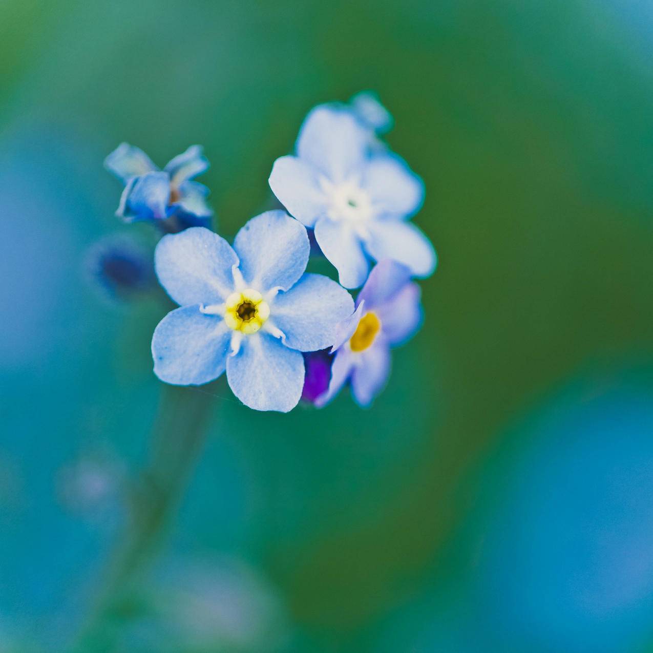 cc0可商用的自然,花卉,蓝色,花瓣图片