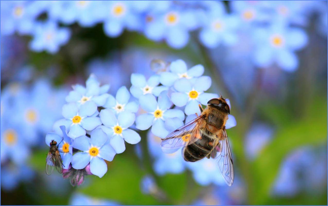 白花黄色蜜蜂在选择性聚焦摄影中的应用