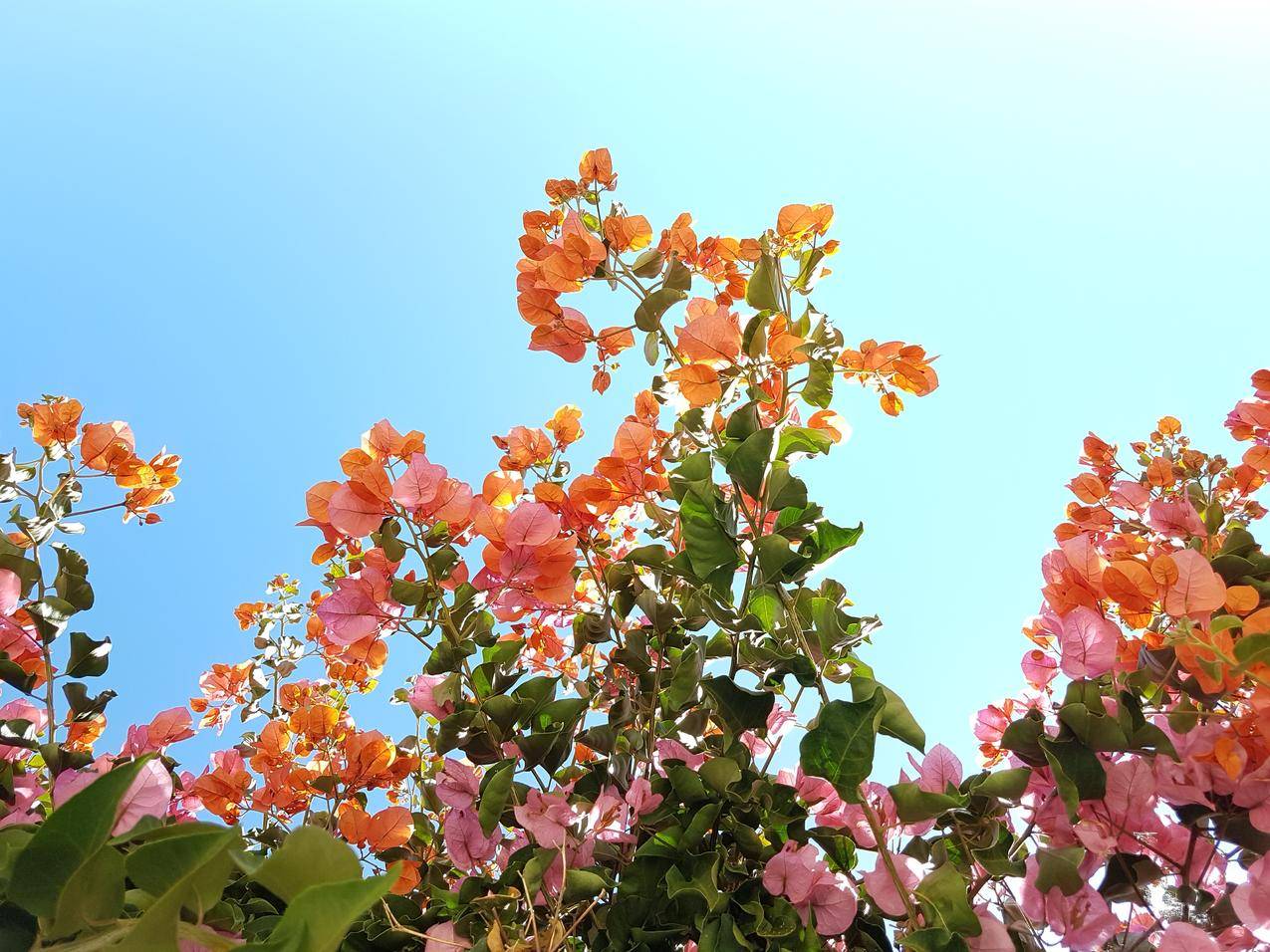 cc0可商用的花卉图片,夏天,太阳,花园