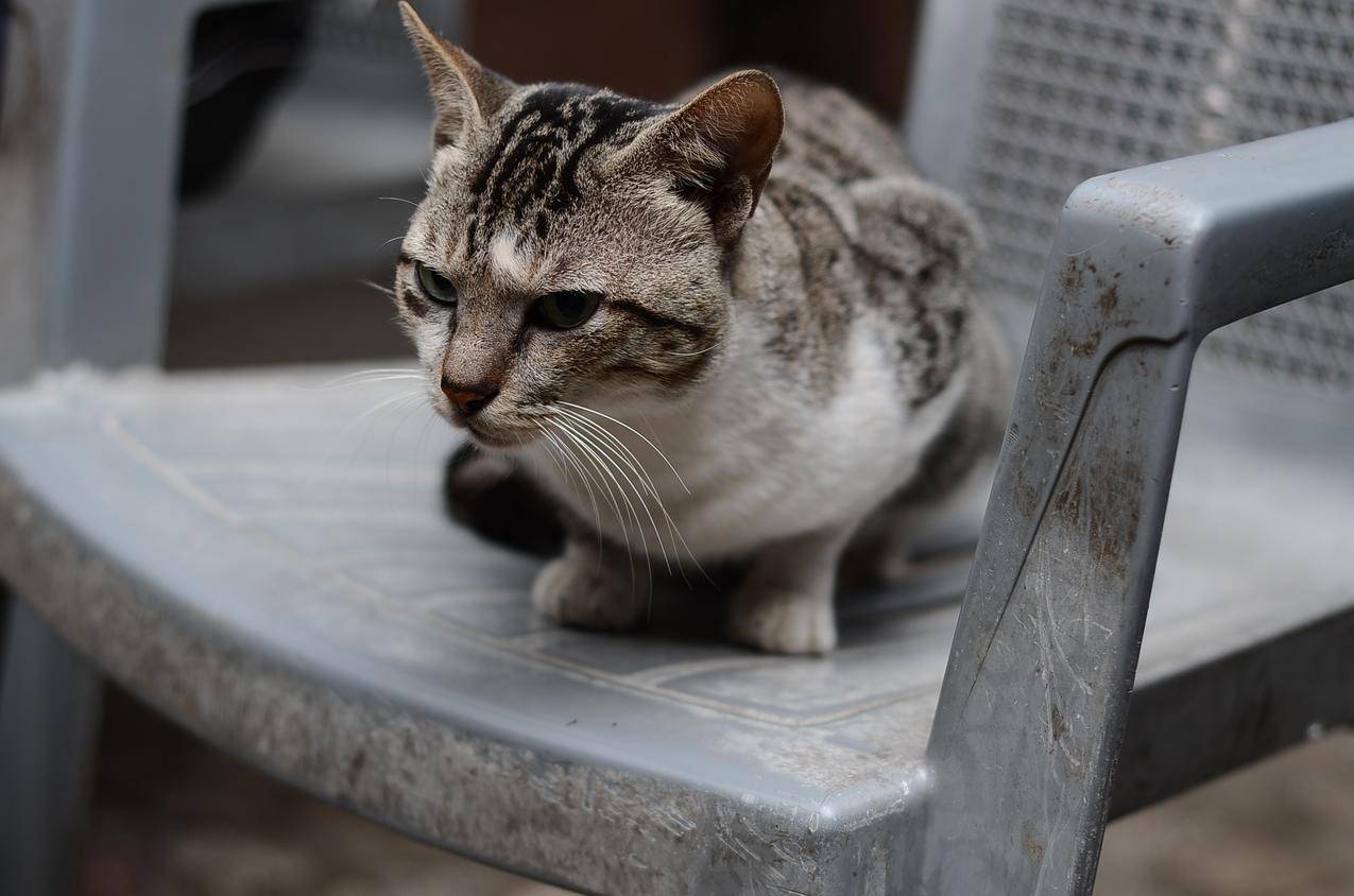 椅子上的宠物猫