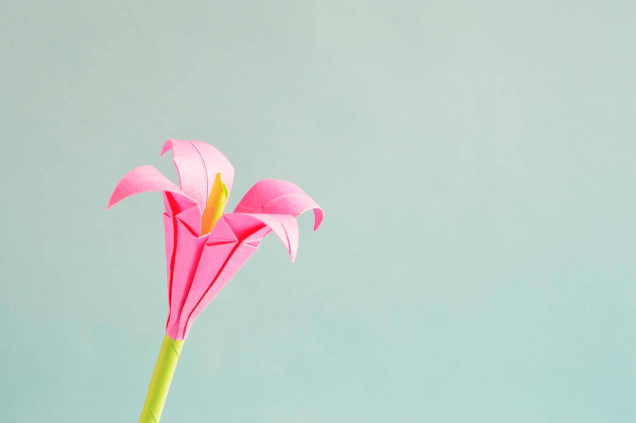 粉色4,Petaled,Flower